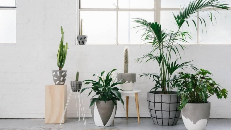 Indoor plants